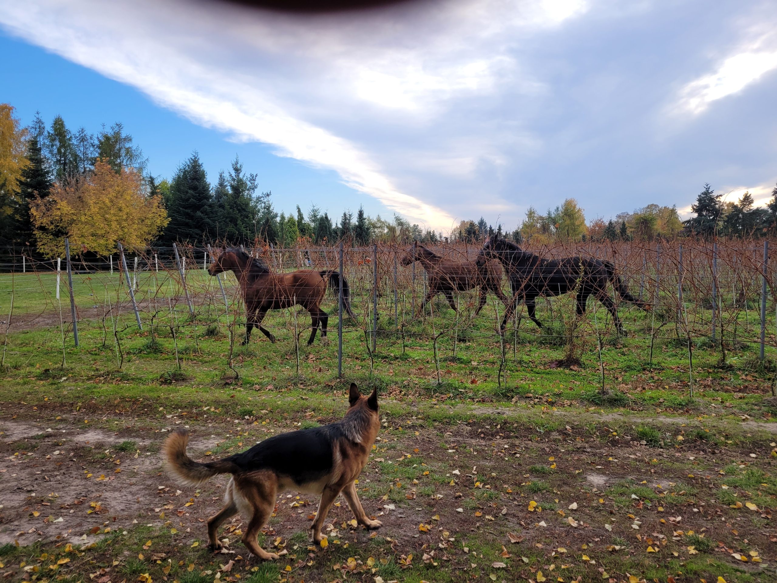 <br />
<b>Warning</b>:  Array to string conversion in <b>/home/klient.dhosting.pl/morena/winnicamorena.pl/public_html/wp-content/themes/morena/templates/home-page-template.php</b> on line <b>30</b><br />
<br />
<b>Warning</b>:  Undefined variable $Array in <b>/home/klient.dhosting.pl/morena/winnicamorena.pl/public_html/wp-content/themes/morena/templates/home-page-template.php</b> on line <b>30</b><br />
<br />
<b>Warning</b>:  Trying to access array offset on null in <b>/home/klient.dhosting.pl/morena/winnicamorena.pl/public_html/wp-content/themes/morena/templates/home-page-template.php</b> on line <b>30</b><br />